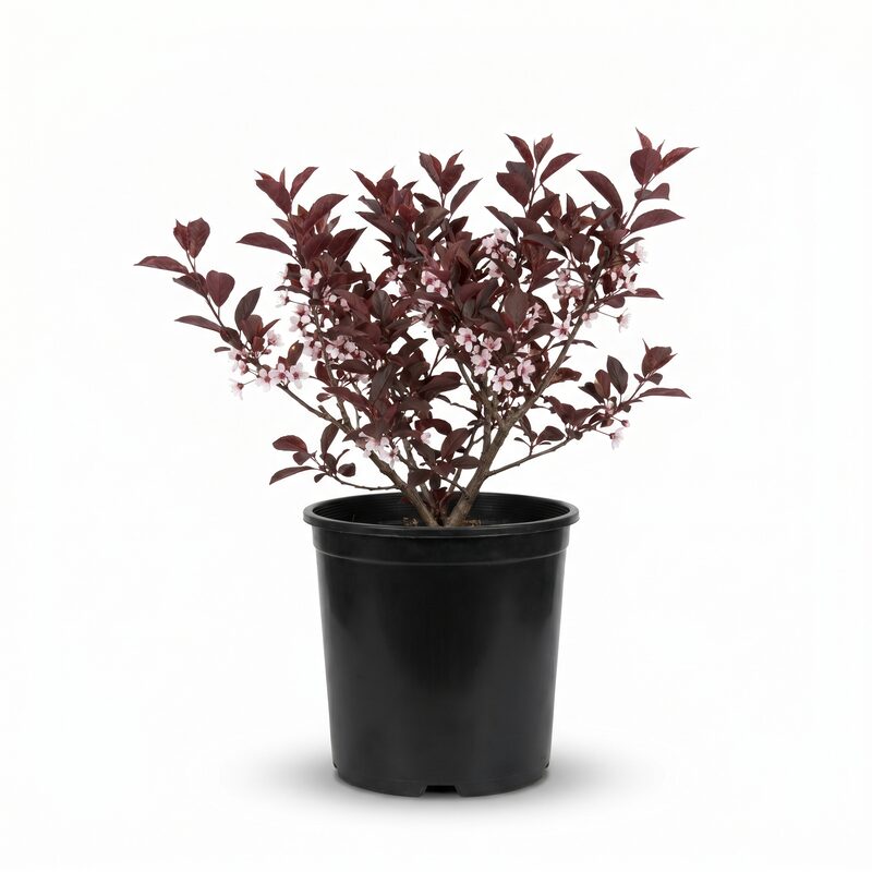 Purpleleaf Sand Cherry image