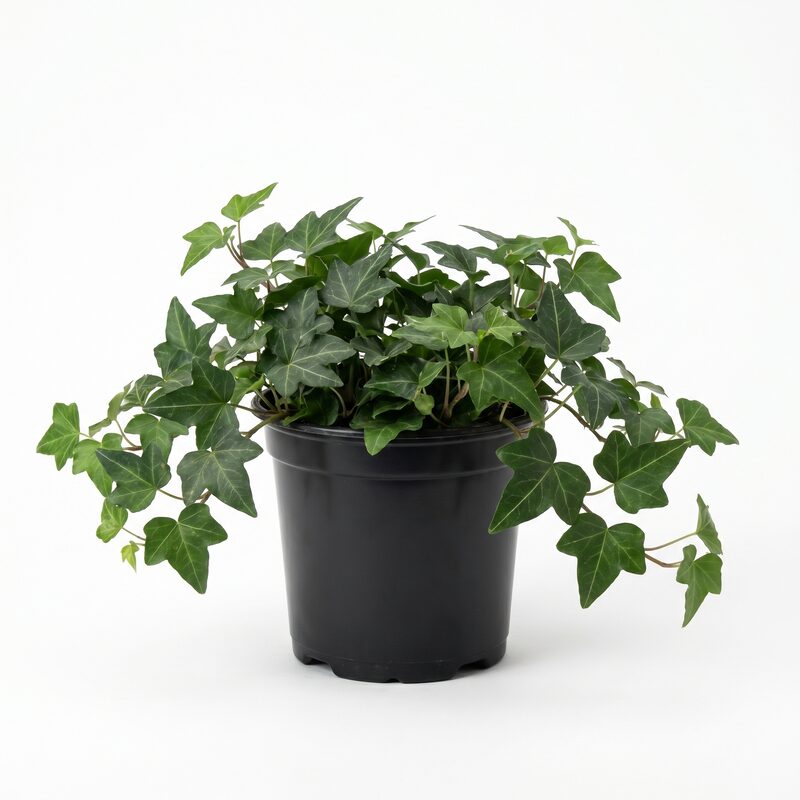 Thorndale English Ivy image