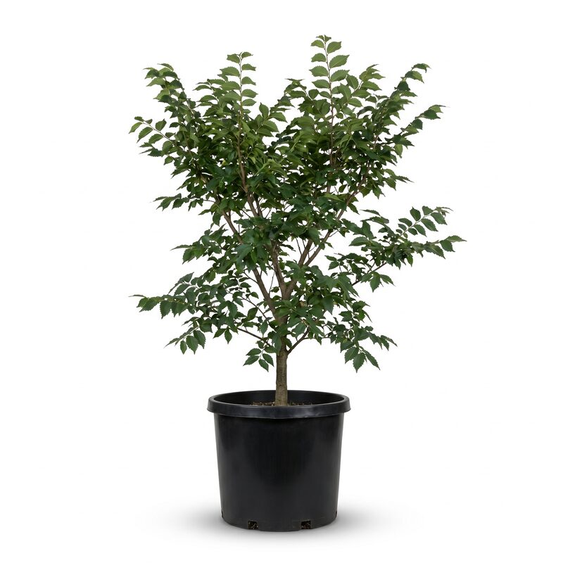 New Horizon Elm image
