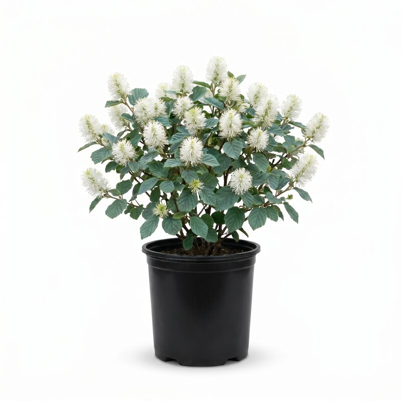 Mount Airy Fothergilla image