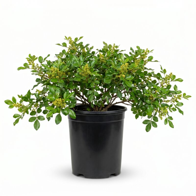 Gro-Low Sumac image