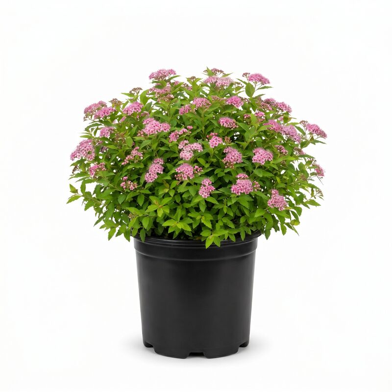 Little Princess Spirea image