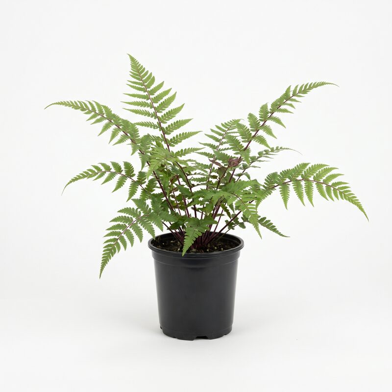 Lady in Red Fern image