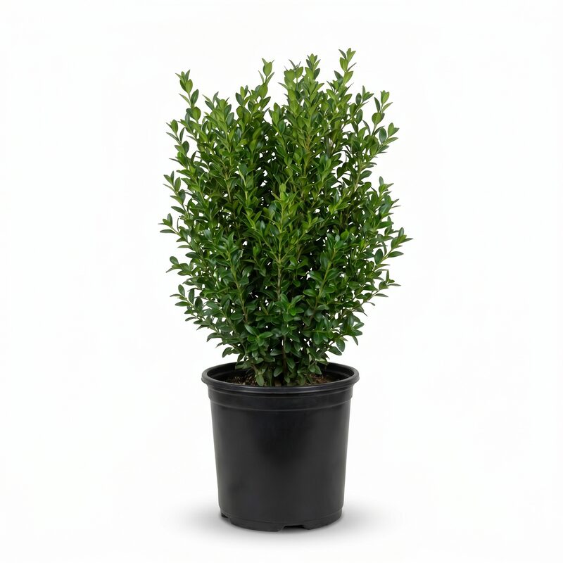 Sprinter Boxwood image