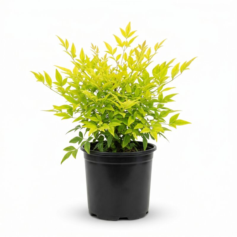 Lemon Lime Nandina image