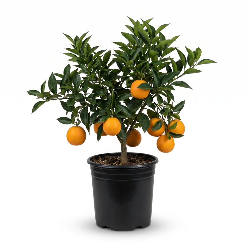 Washington Navel Orange Tree image
