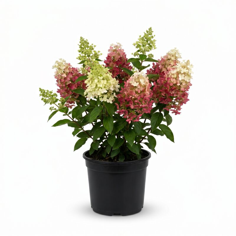 Fire Light Hydrangea image