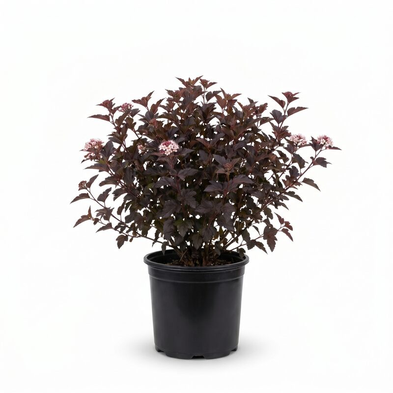 Little Devil Ninebark image