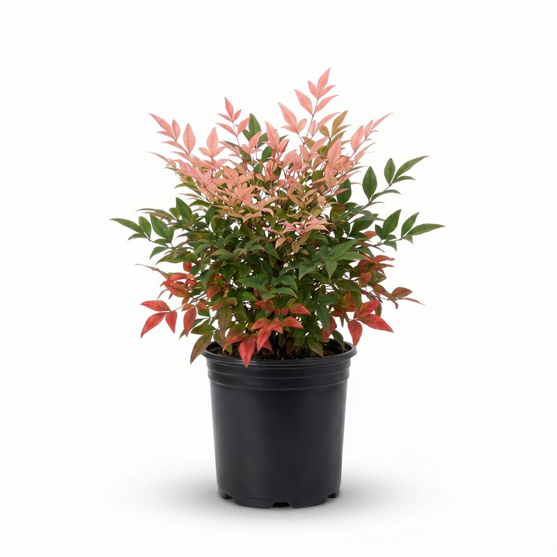 Blush Pink Nandina image