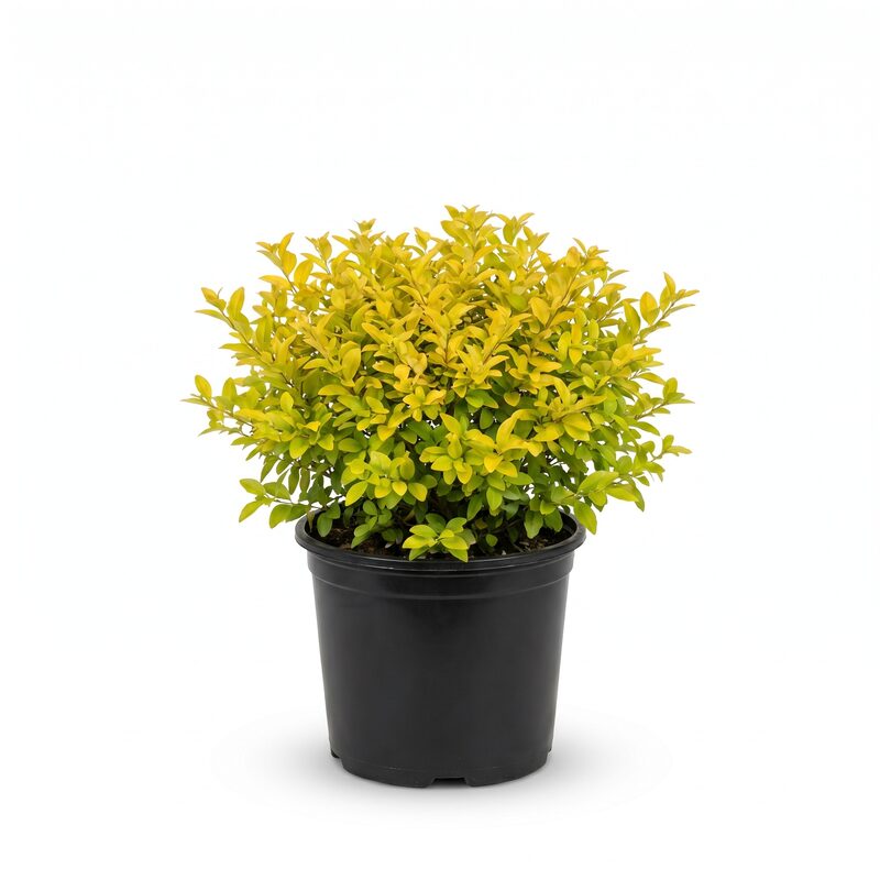 Sunshine Ligustrum image