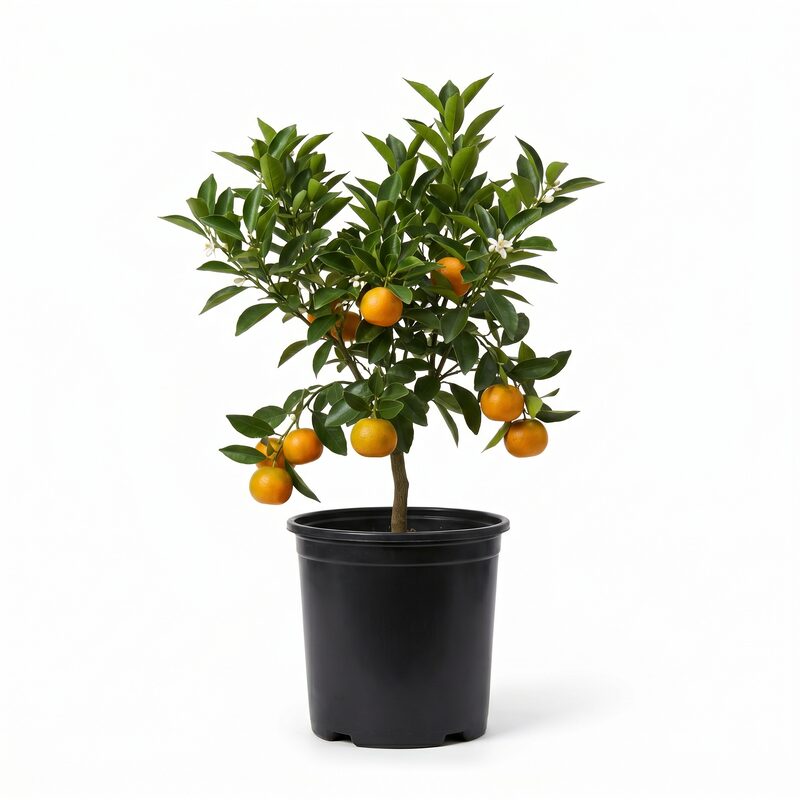 Dancy Tangerine Tree image