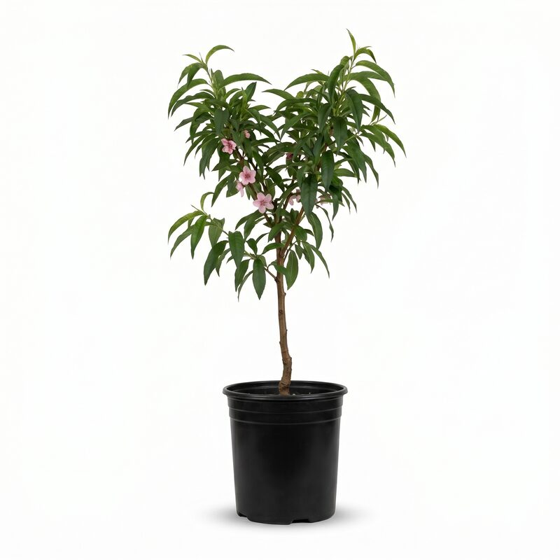 Elberta Peach Tree image