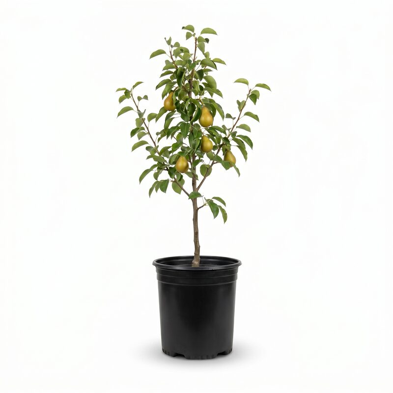 Bartlett Pear Tree image