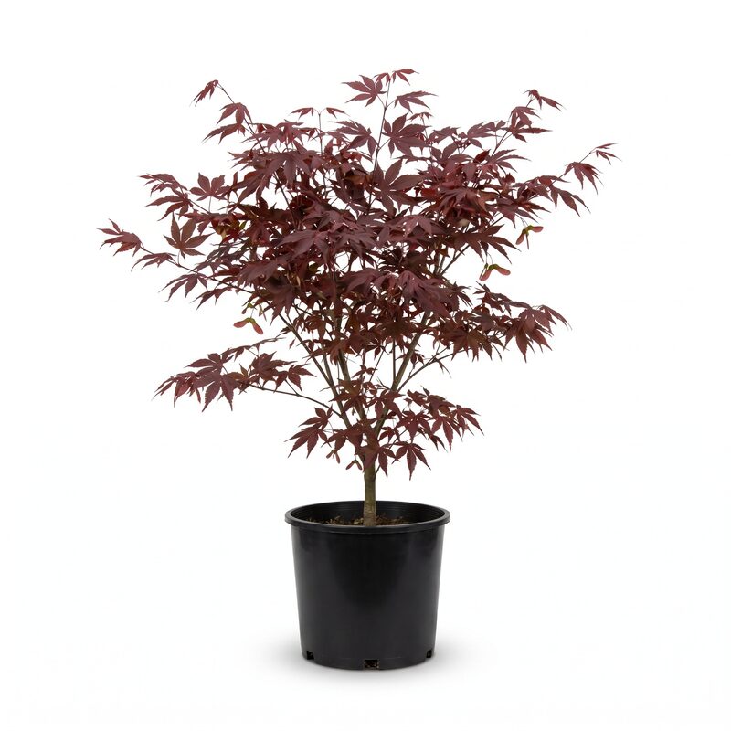 Bloodgood Japanese Maple image