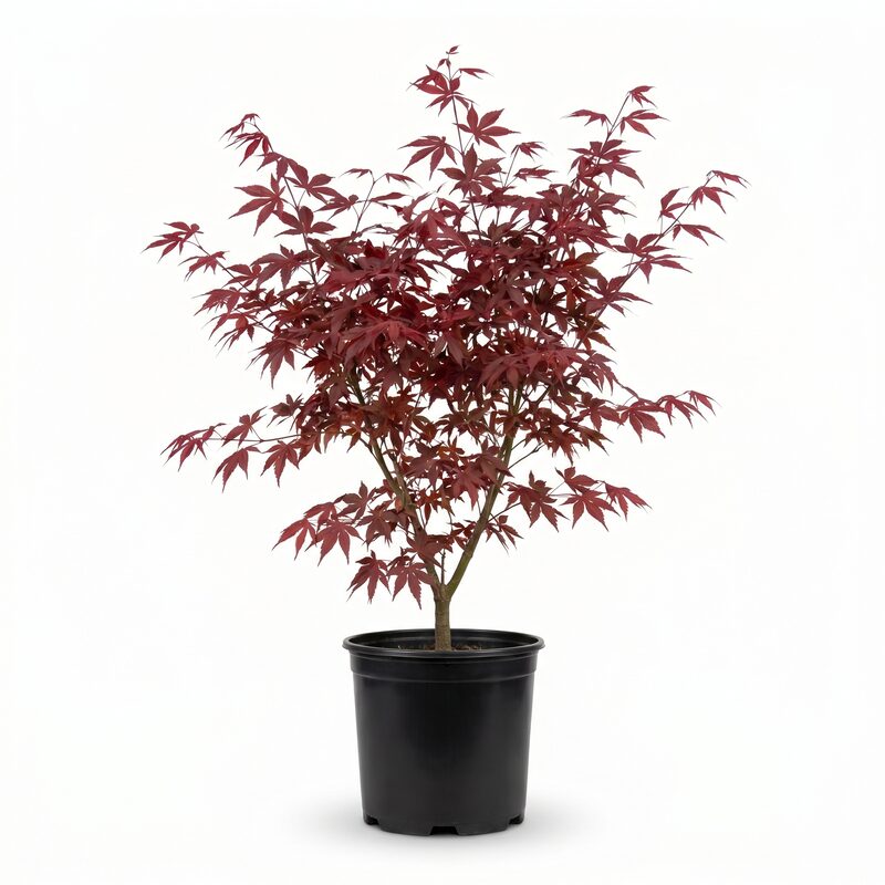 Emperor One Japanese Maple image