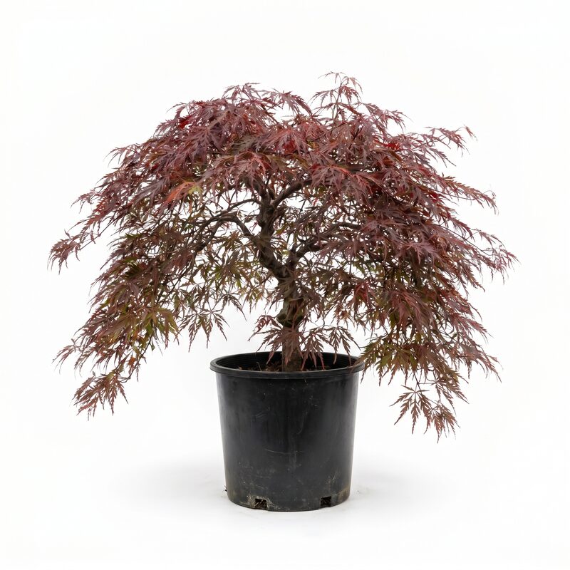 Inaba Shidare Japanese Maple image