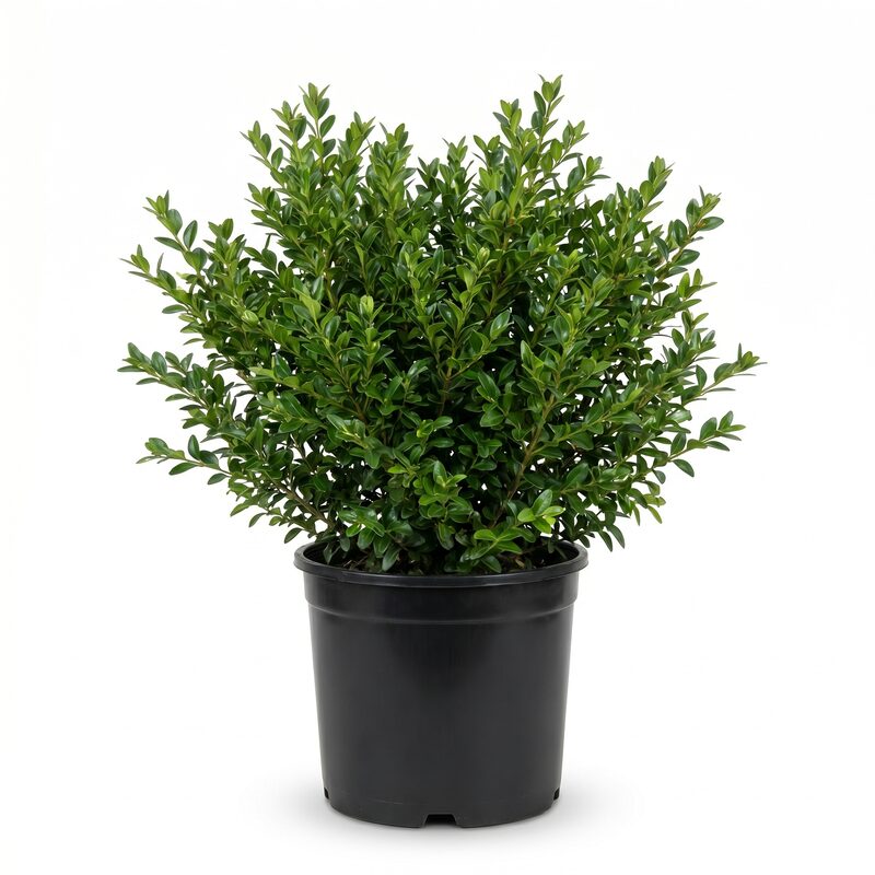 Green Beauty Boxwood image