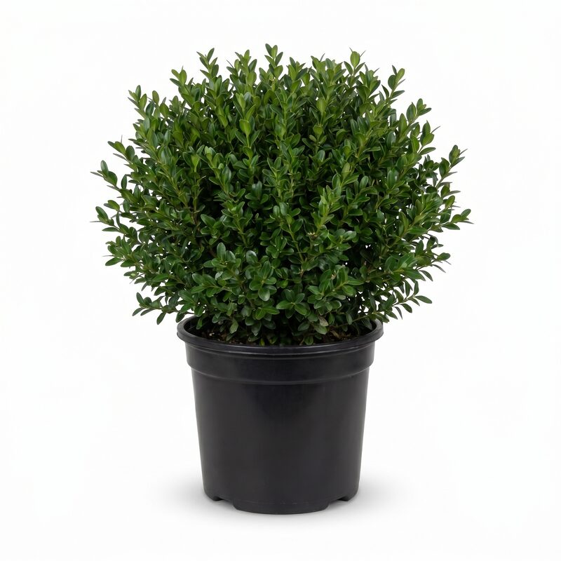 Winter Gem Boxwood image