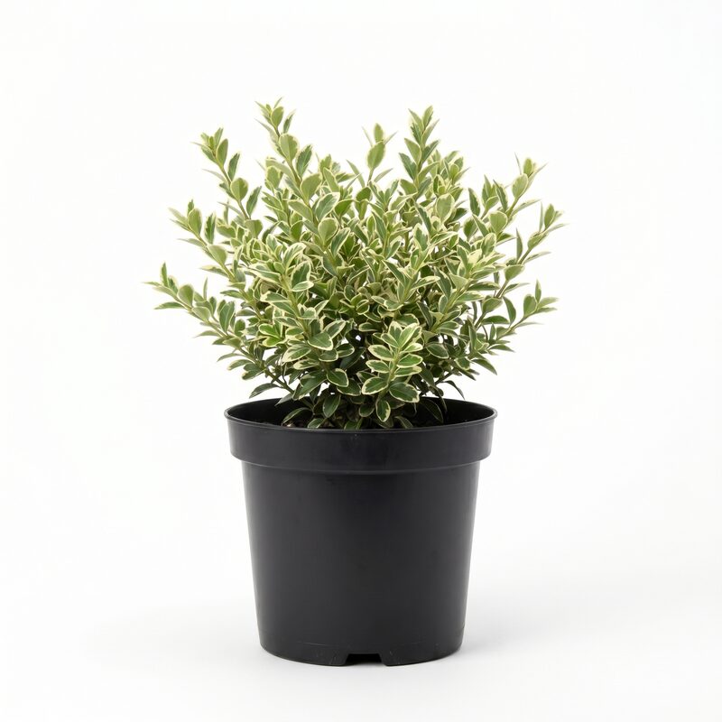 Variegated Boxwood image