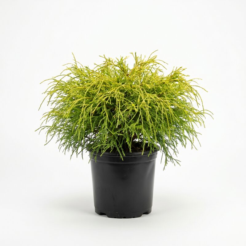 Japanese Lemon Thread False Cypress image