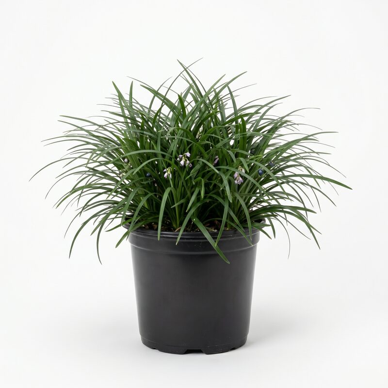 Dwarf Mondo Grass image