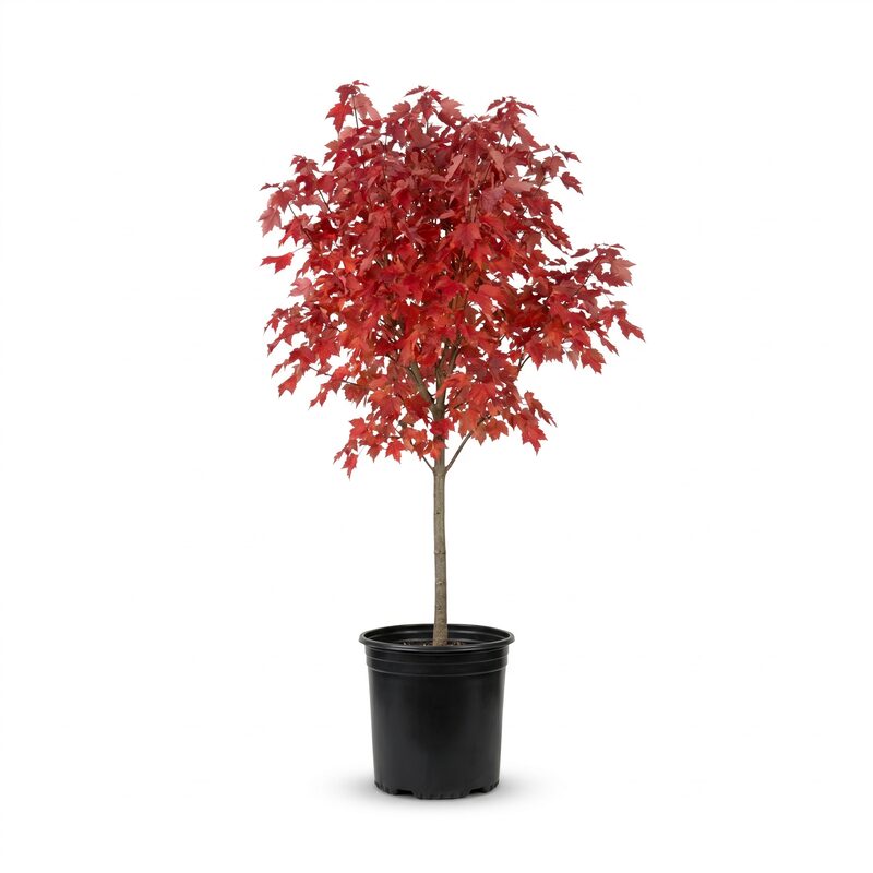 Red Maple Tree image