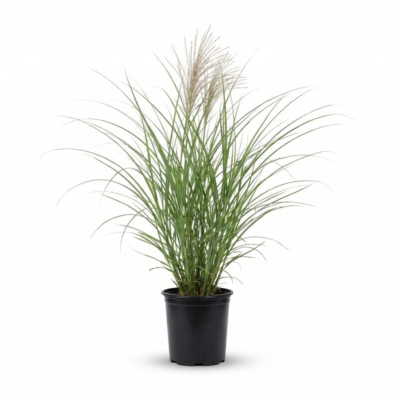 Adagio Grass image