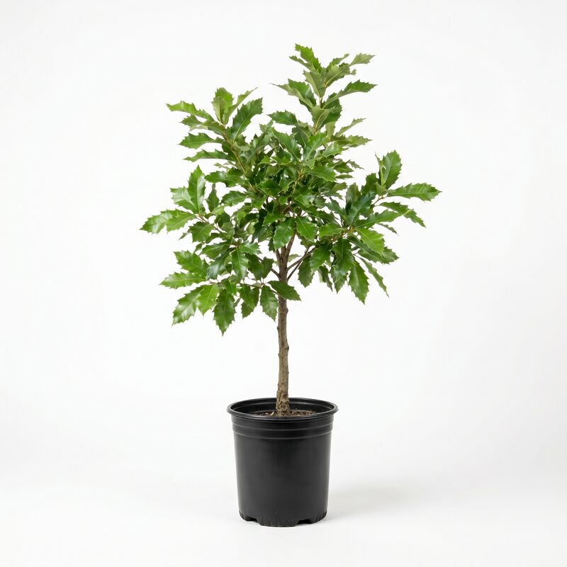 Sawtooth Oak Tree image