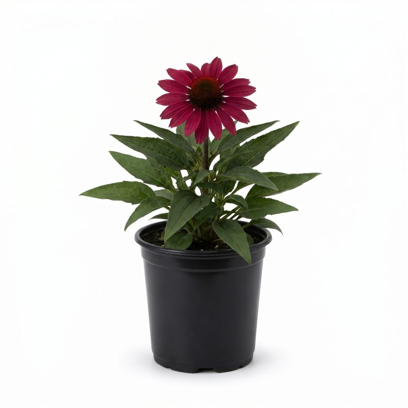 Ruby Star Coneflower image