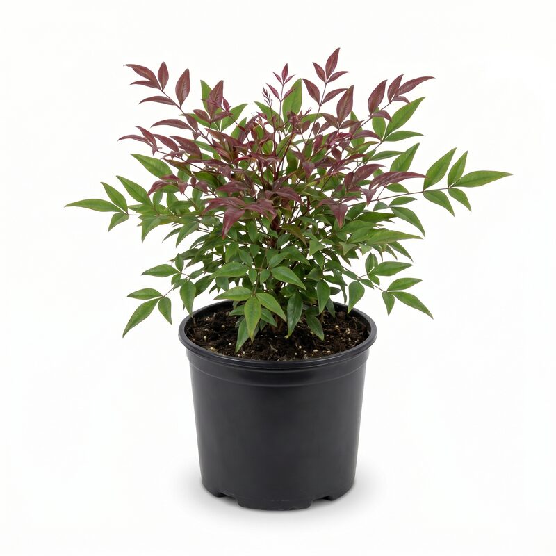 Compact Heavenly Bamboo image