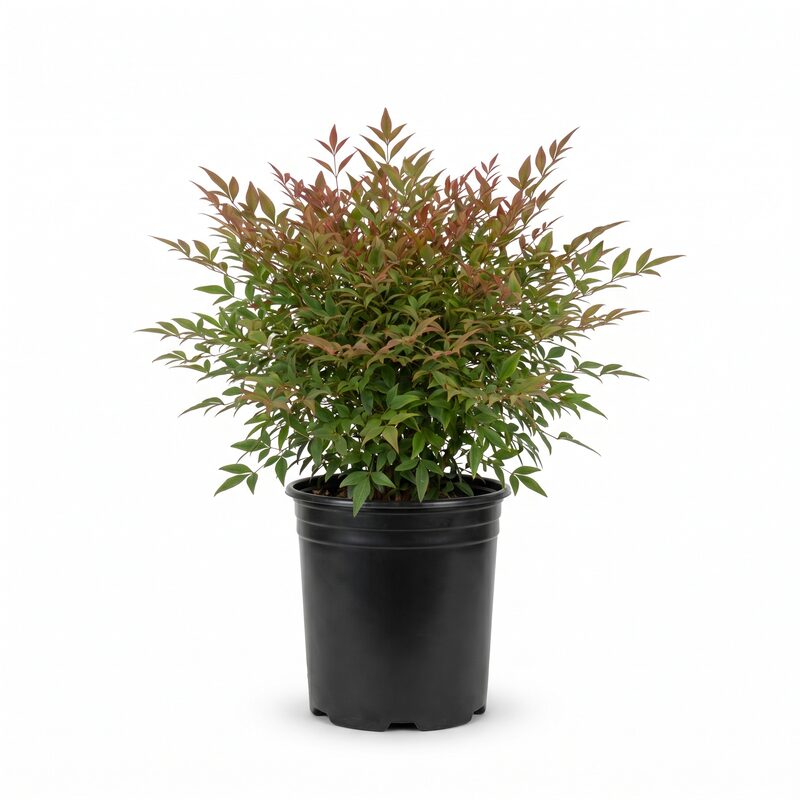 Compact Heavenly Bamboo image