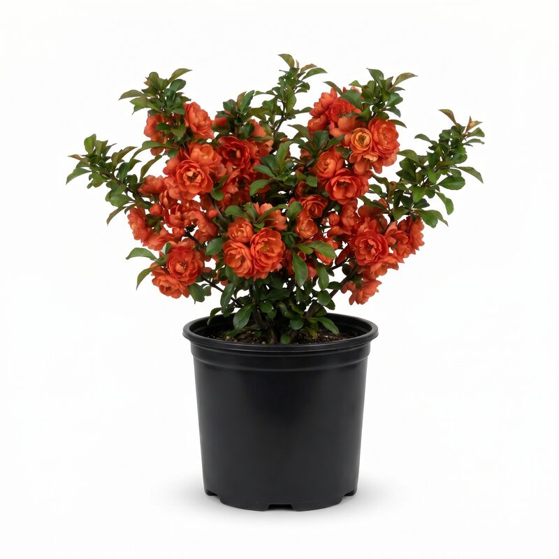 Double Take Orange Quince image