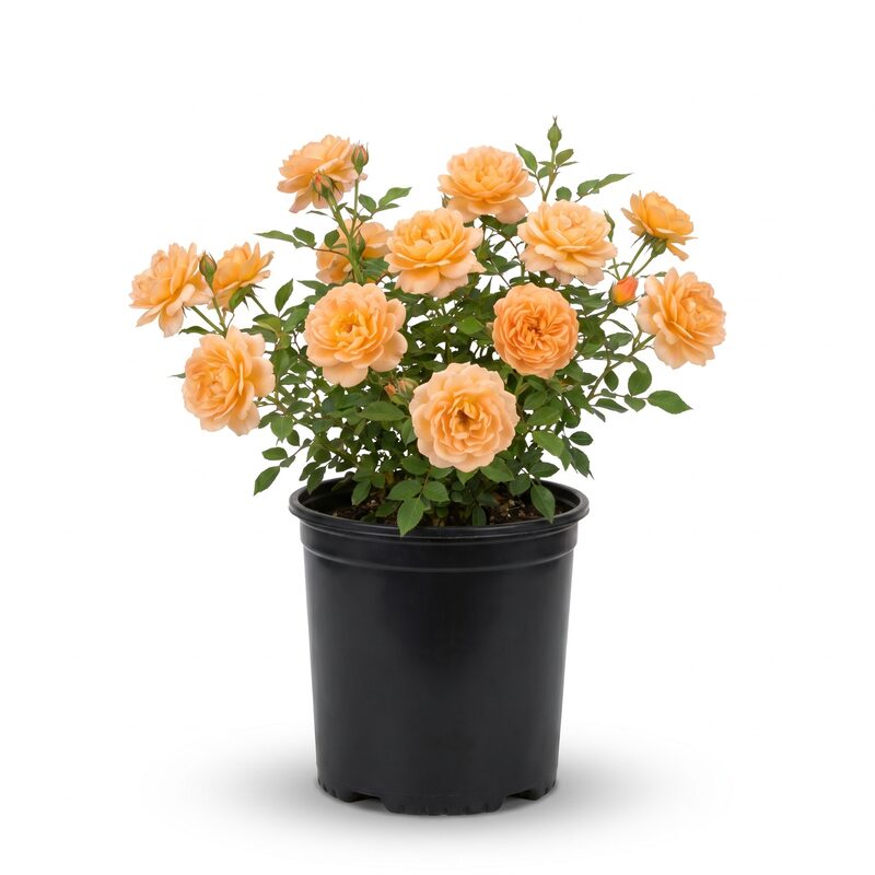 Apricot Drift Rose image
