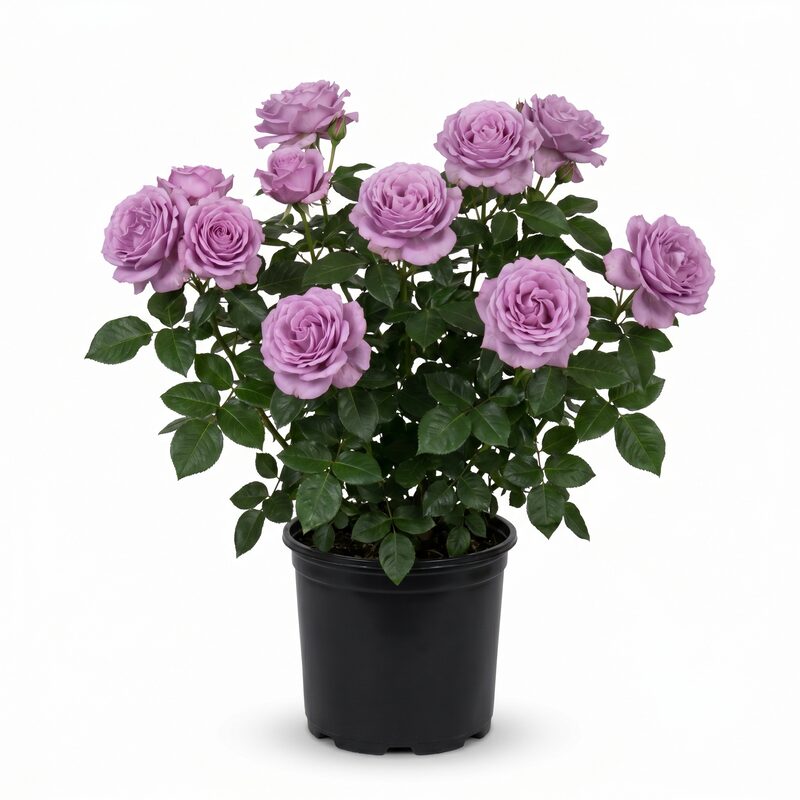 Barbra Streisand Rose image