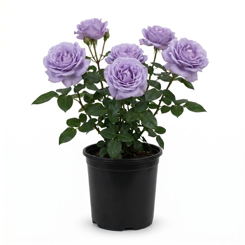 Blue Girl Hybrid Tea Rose image
