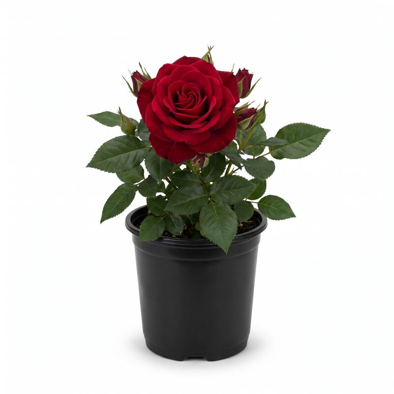 Brandy Hybrid Tea Rose image