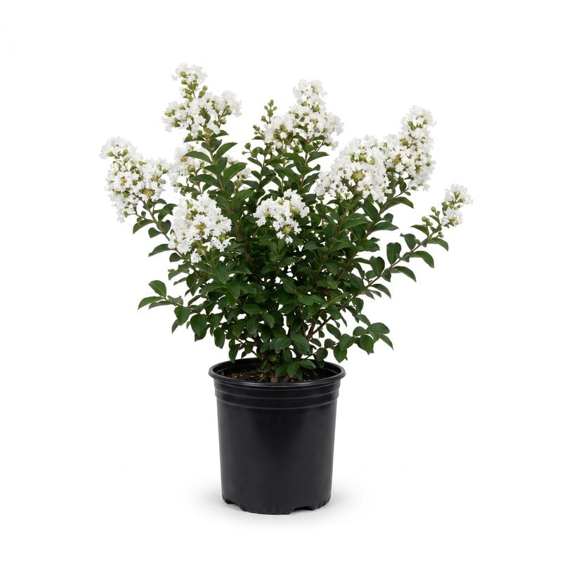 Natchez Crape Myrtle image