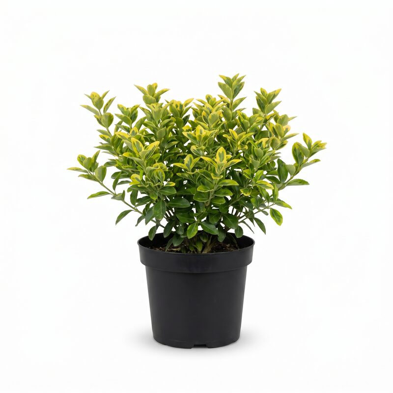 Moonshadow Euonymus image