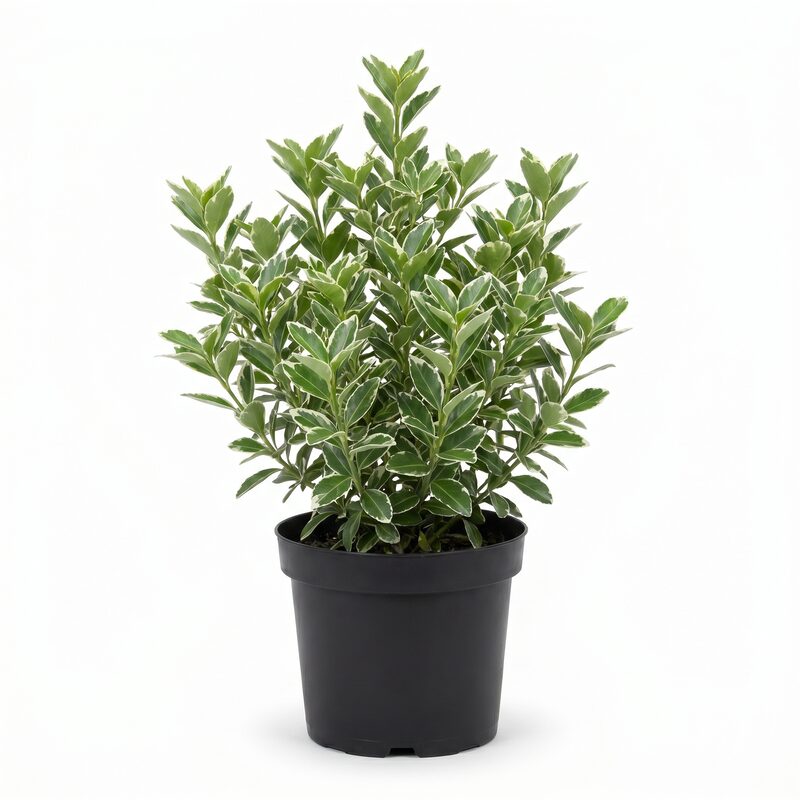 Silver King Euonymus image