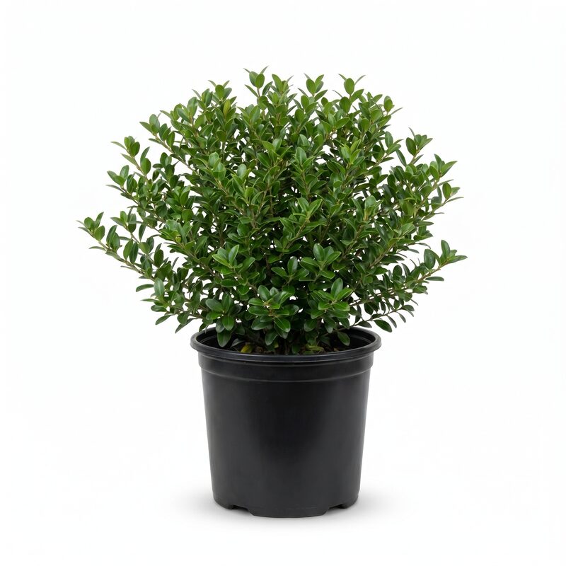 Dwarf Yaupon Holly image