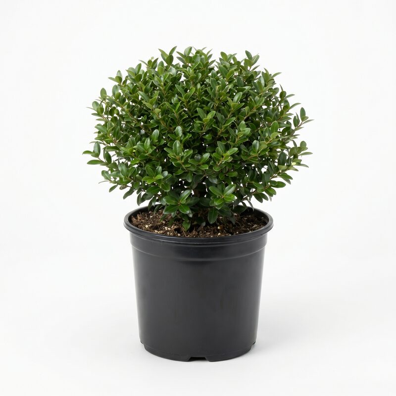 Dwarf Yaupon Holly image