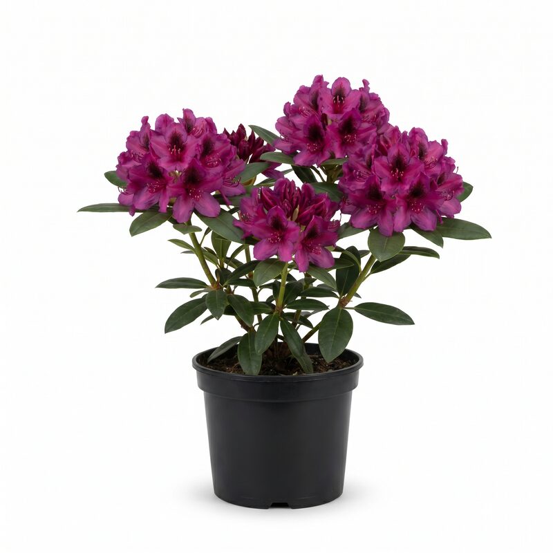 Rhododendron Anah Kruschke image
