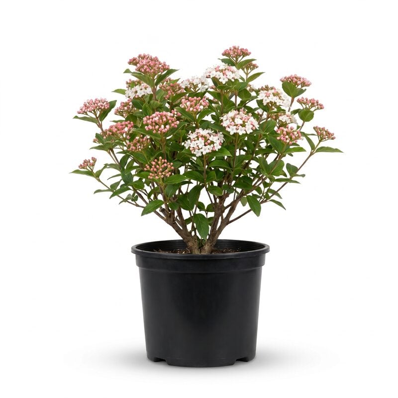 Korean Spice Viburnum image