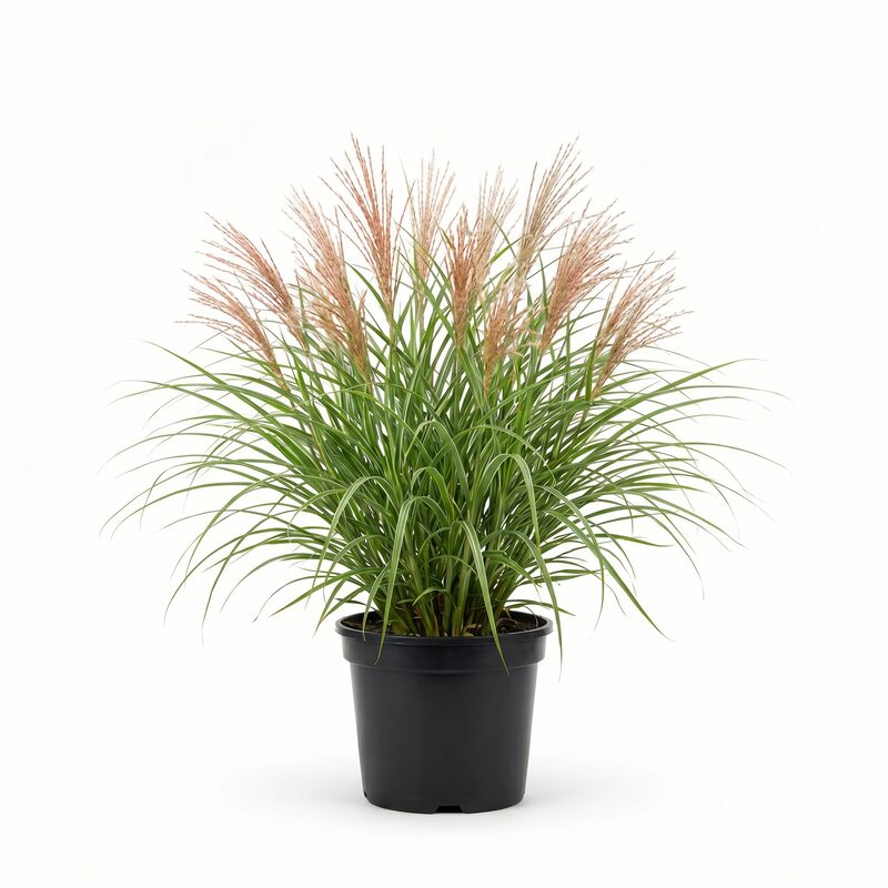 Miscanthus: Information, Care, and Growing Tips | Category Page