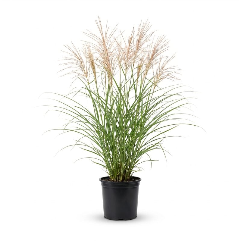 Maiden Grass image