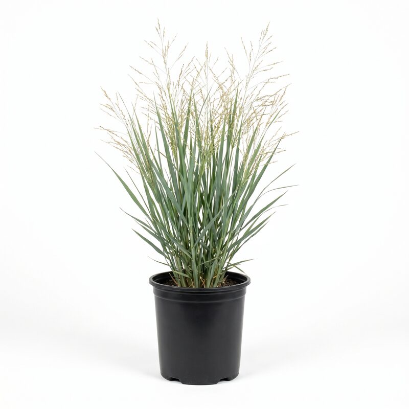 Northwind Switch Grass image