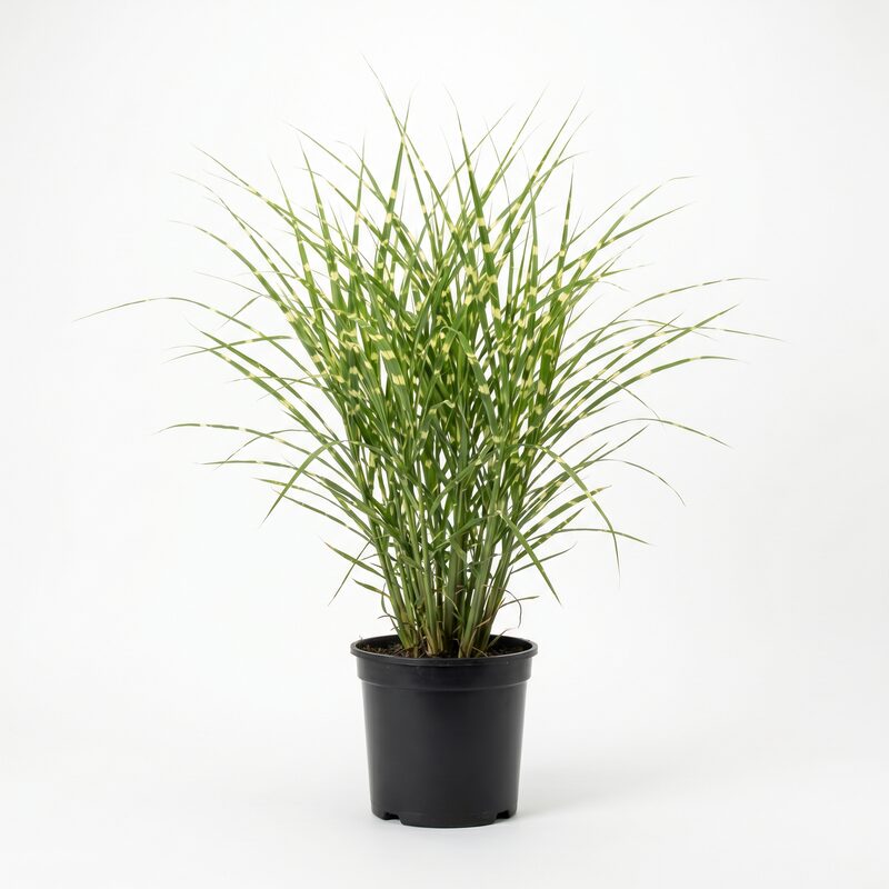Porcupine Grass image