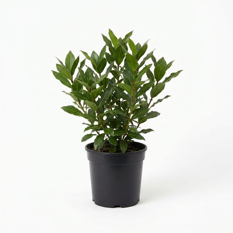 Bay Laurel image