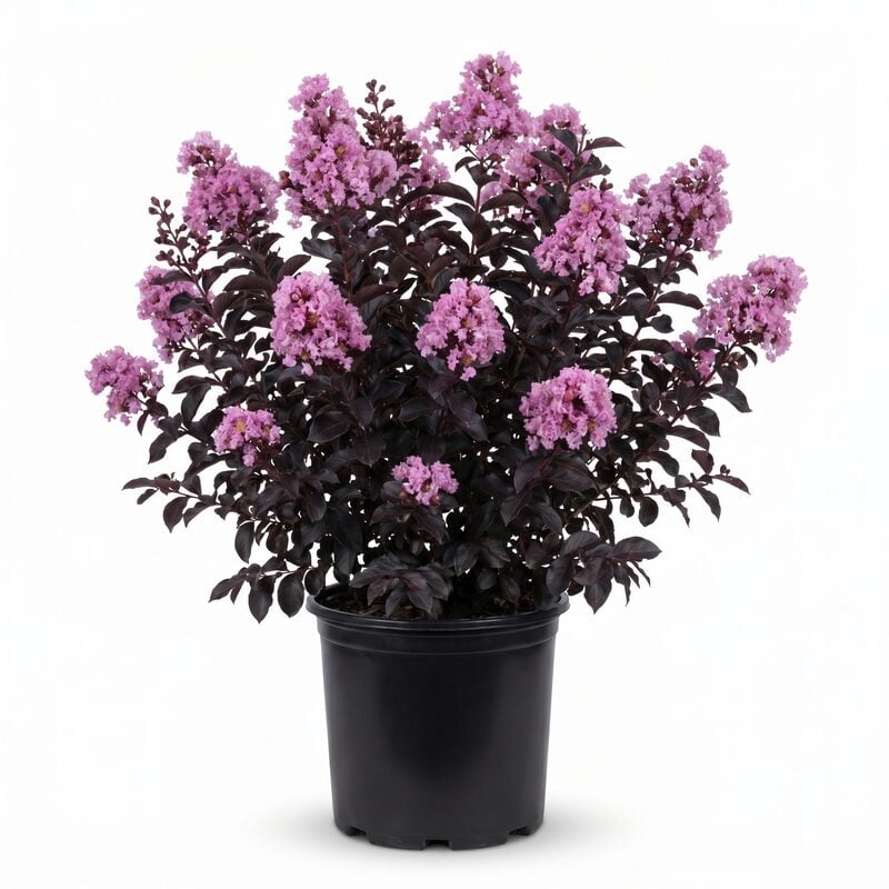 Black Diamond Mystic Magenta Crape Myrtle image