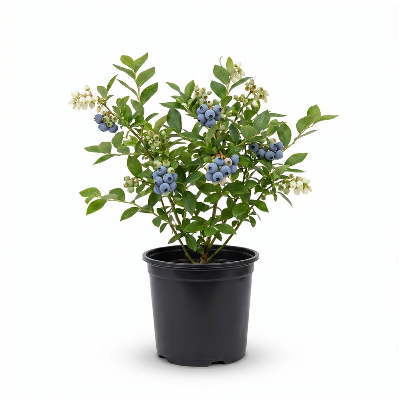 Brightwell Blueberry image